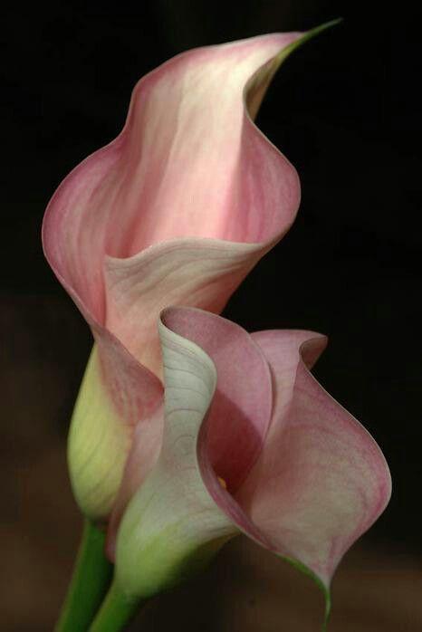 Cascade Vale Plume workshop space where corporate flower arrangements are designed and prepared for business delivery